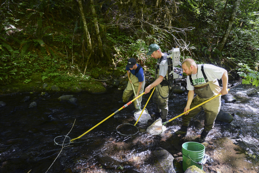 U.S. Geological Survey researchers Jonathan Schafer, from left, Brad Liedtke and Ian Jezorek use an electrofisher to immobilize fish Thursday on Buck Creek, a tributary of the White Salmon River, to allow capture, documentation and tagging.