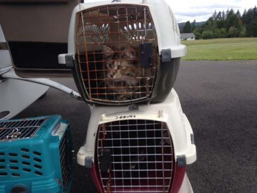 The West Columbia Gorge Humane Society received a delivery of 30 cats from a shelter in Utah last month, the third such trade between the two shelters this year.