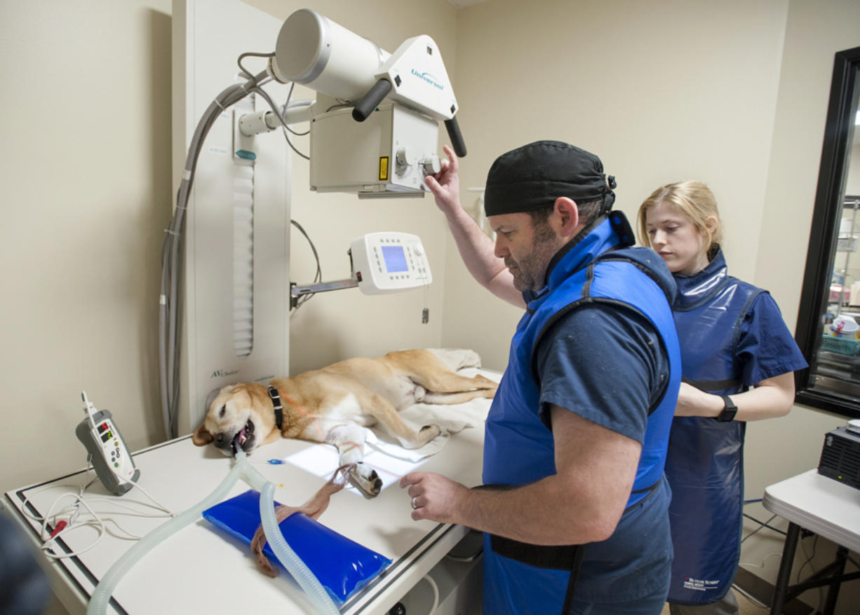Veterinary clinic supervisor Jason Scott, center, and assistant Jordan Hoogendijk prepare Duke, a 7-year-old yellow Lab mix, for an X-ray Thursday with the Humane Society for Southwest Washington&#039;s new equipment.