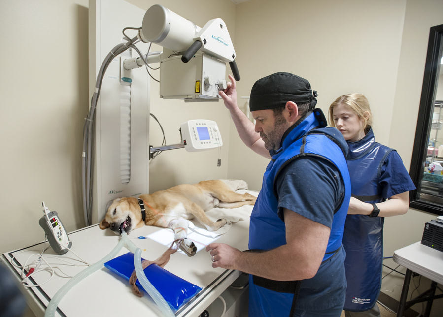 Veterinary clinic supervisor Jason Scott, center, and assistant Jordan Hoogendijk prepare Duke, a 7-year-old yellow Lab mix, for an X-ray Thursday with the Humane Society for Southwest Washington&#039;s new equipment.