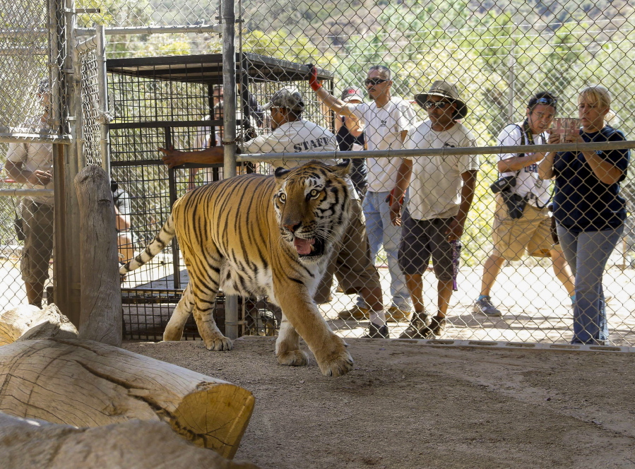 Wildlife Waystation staff members return &quot;Tyson,&quot; a tiger, who was evacuated from the sanctuary in the Angeles National Forest in the Sylmar area of Los Angeles, on Wednesday, July 27, 2016.