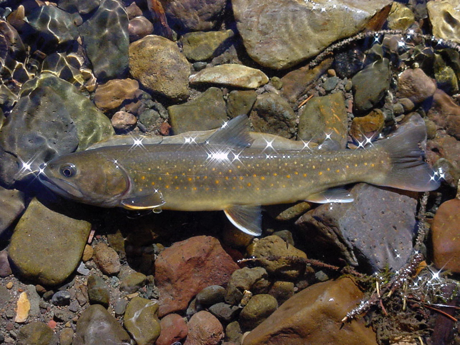 The environmental group, the Alliance for the Wild Rockies, filed a federal lawsuit Monday in Portland contending 26 dams operating in Idaho, Oregon, Washington and Montana are harming bull trout and violating the Endangered Species Act. (U.S.