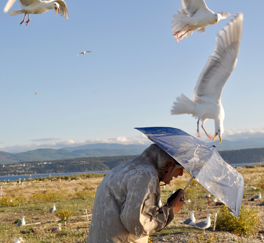 Biologist Jim Hayward shields himself with an umbrella while visiting a large gull nesting colony on Protection Island, a wildlife refuge in the Strait of Juan de Fuca, near Port Townsend. Hayward says that his research has found that climate change is triggering cannibalism among nesting gulls.