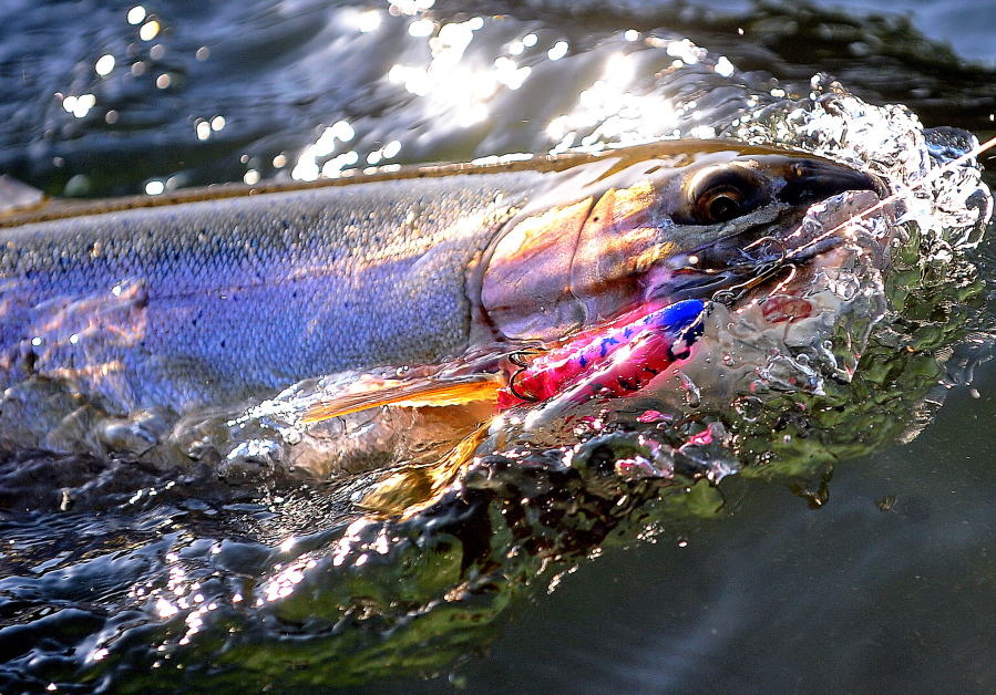 The Cowlitz River study will examine hooking mortality for a variety of gear types, including lures.