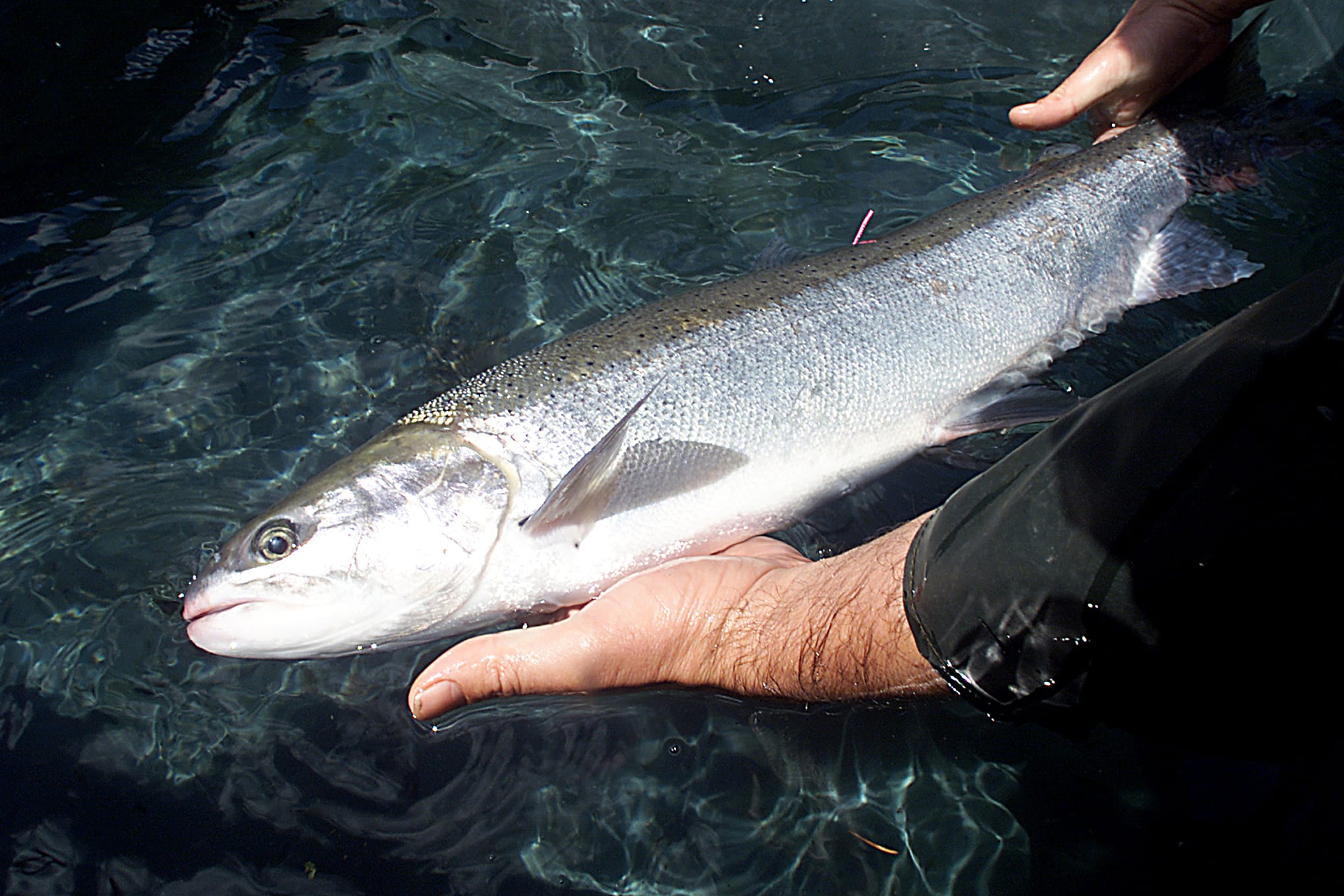 A renovation of Kalama Falls Hatchery in Cowlitz County is on the state's to-do list. This is a tagged Kalama River steelhead.