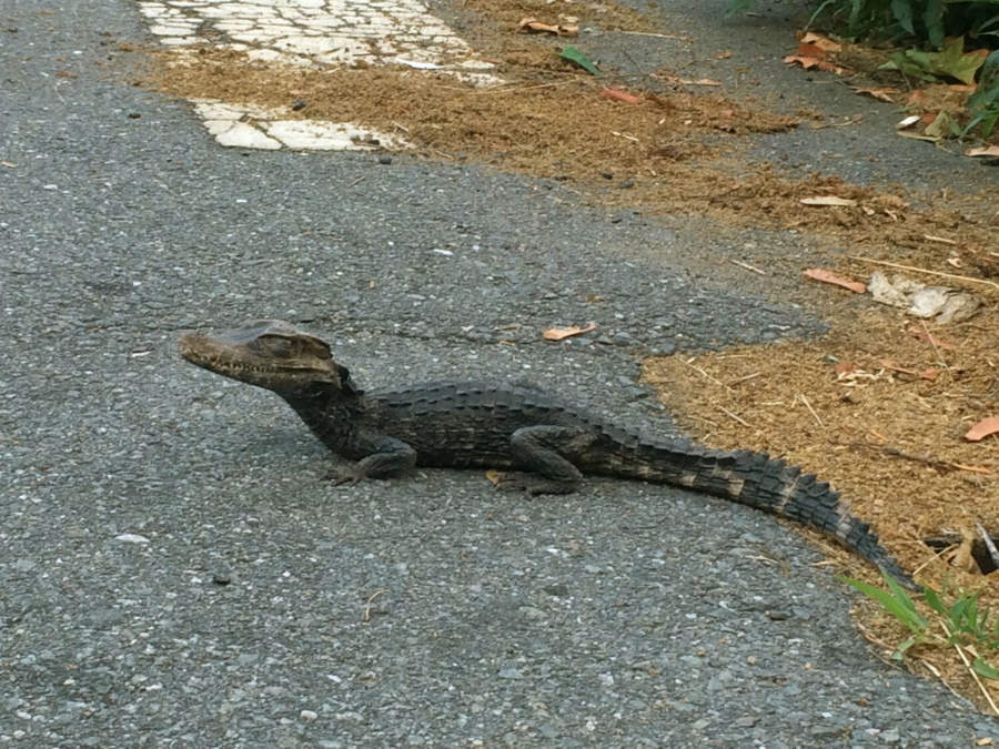An alligator makes it&#039;s way along South Walker St. in Lowell, Mass., on Sunday. Animal Control took the foot-long alligator into custody and took it to a facility specializing in reptile rehabilitation for evaluation and care.