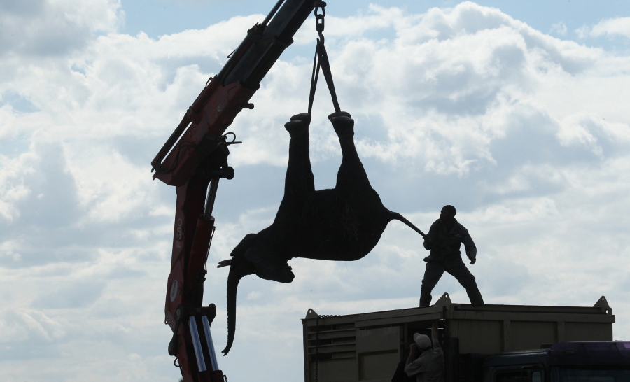 In this Tuesday July 12, 2016 photo, an elephant is lifted by a crane in an upside down position in Lilongwe, Malawi, in the first step of an assisted migration of 500 of the threatened species. African Parks, which manages three Malawian reserves is moving the 500 elephants from Liwonde National Park, this month and next, and again next year when vehicles can maneuver on the rugged terrain during Southern Africa&#039;s dry winter.