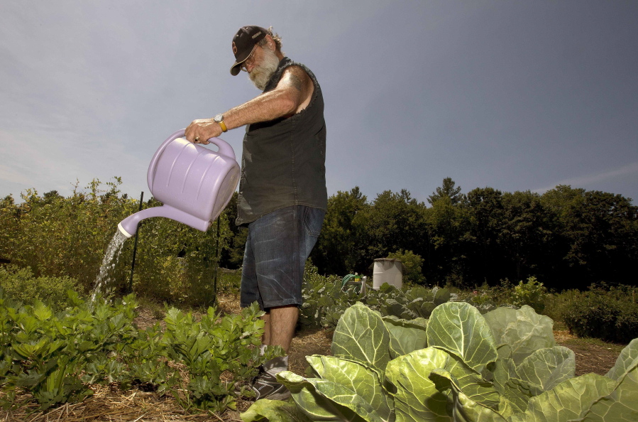 In this photo taken Thursday, July 21, 2016, Peter Ellermann waters his garden at the Community Gardens in Concord, N.H. The summer drought has forced Ellermann to cart in 30 gallons of water in five-gallon containers three times a week to keep his plants healthy. Parts of the Northeast are in the grips of a drought that has led to water restrictions, wrought havoc on gardens and raised concerns among farmers.