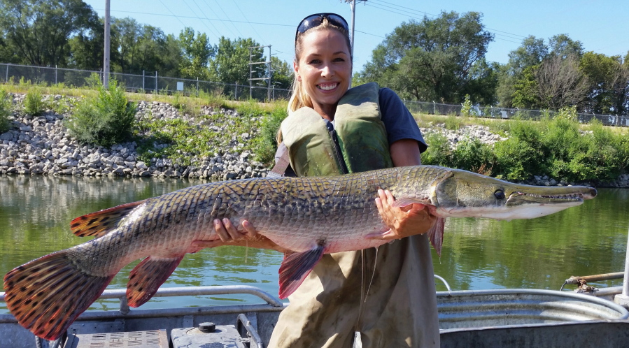 Illinois Department of Natural Resources biologist Nerissa McClelland holds an alligator gar Aug. 12, 2015, collected during a sampling survey at Powerton Lake in Powerton, Ill. Biologists are restocking alligator gar in several states where it disappeared about a half-century ago, partly in the hope that it will be a powerful weapon against Asian carp.
