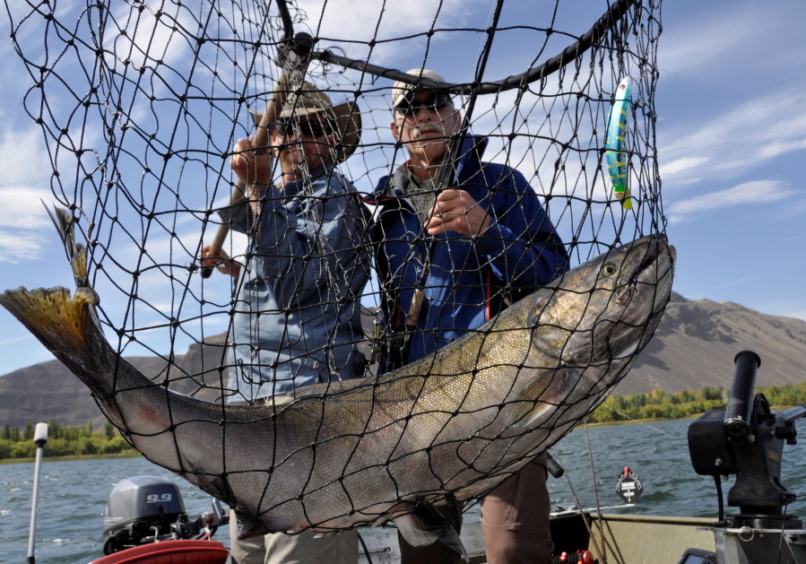 Salmon fishing guide Dave Grove, left, nets a fall chinook for David Moershel while fishing on the Columbia River in Eastern Washington.