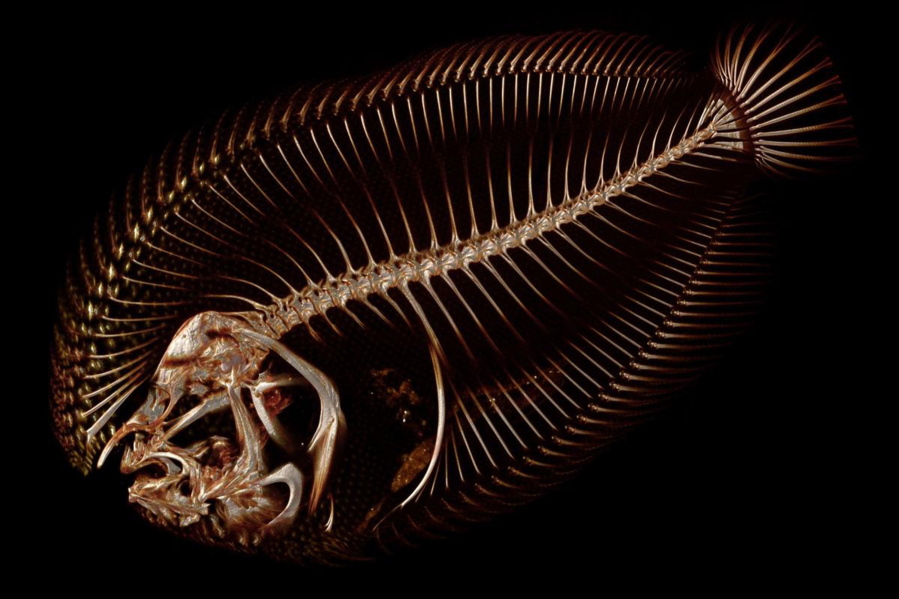 A scan of the Trianectes Maculatus species of fish, also known as the Hogchoker, is shown. Summers is using a micro computed tomography, also known as &quot;CT,&quot; scanner at a lab on Washington&#039;s San Juan Island as part of an ambitious project to scan and digitize more than 25,000 species in the world.