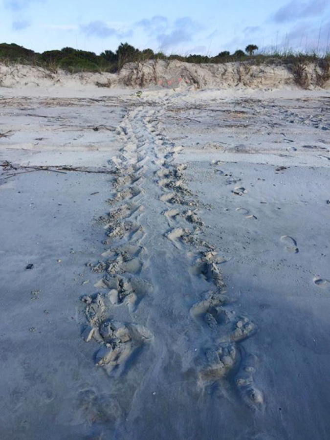 In this 2016 photo made available by the Georgia Department of Natural Resources, a loggerhead trail leads to a nest on Cumberland Island, Ga. Rare loggerhead sea turtles have reached a conservation milestone on the coast of Georgia. The Georgia Department of Natural Resources says more than 2,890 loggerhead sea turtle nests have been counted this summer on beaches along the state&#039;s 100-mile coast.