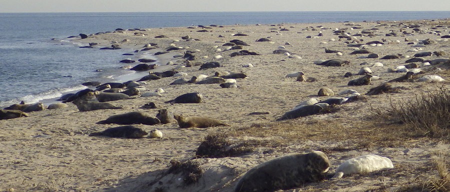 Gray seals and their pups lie on the beach of Muskeget Island at Nantucket, Mass. NOAA scientists are using a pair of drones to photograph the country&#039;s biggest seal breeding colony on the island.
