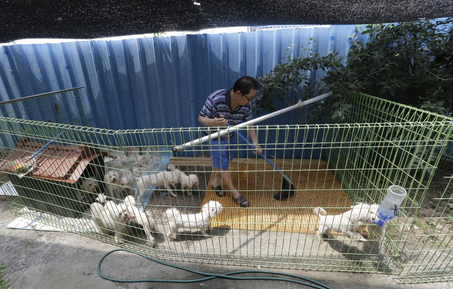 In this June 28, 2016, photo, Moon Young-joo works in a cage at his puppy farm in Umseong, South Korea. South Korean dog farmers face plummeting prices for puppies and massive public criticism after media reports alleging shocking acts of cruelty at a handful of farms.