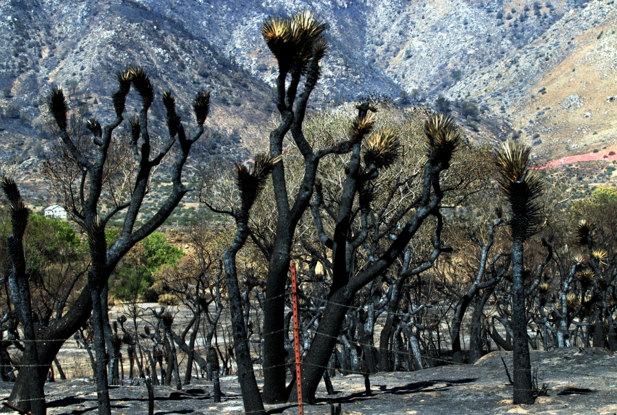 Yucca trees stand Friday, July 1, 2016, in the Kelso Valley area near Lake Isabella, Calif.; the trees were heavily damaged in the Erskine Fire last week.