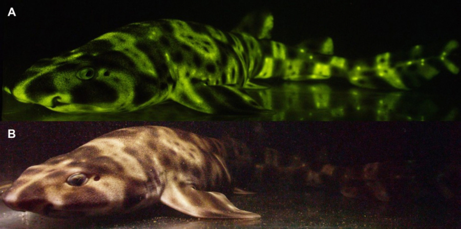 Fluorescent -- A -- and white light -- B -- image of a female swell shark.