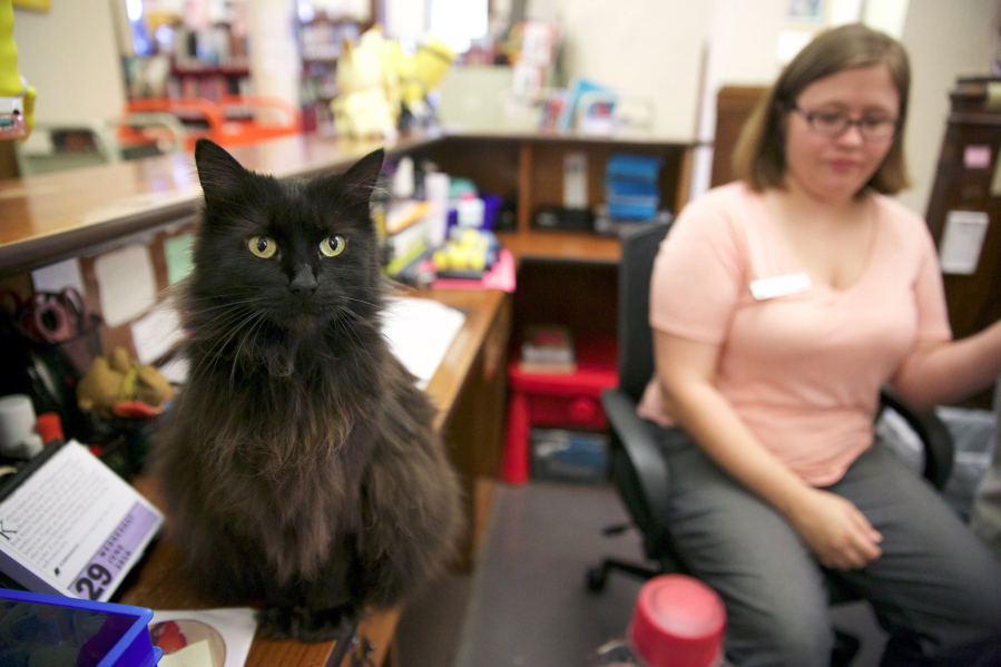 Clerk Sam Dagon does her work at Litchfield, Ill., Public Library as the library&#039;s cat, Stacks, sits on the circulation desk.
