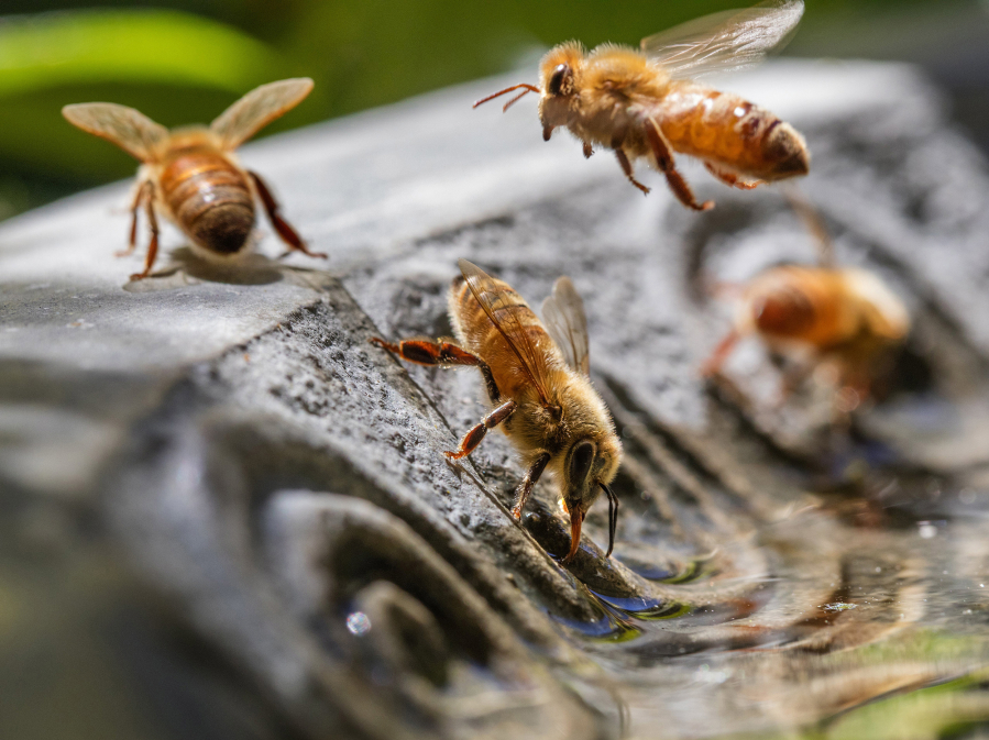 Water-collecting bees will make multiple flights for the good of the hive. Each bee can carry only about 50 micrograms of water in a flight.