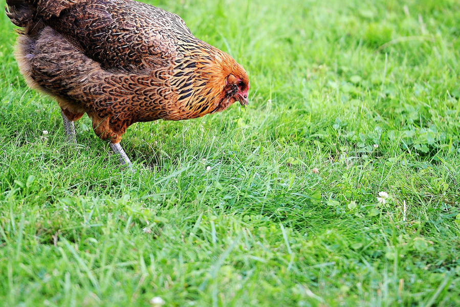 A chicken searches for worms in a backyard in Laurel Gardens, Pa. The University of Pennsylvania School of Veterinary Medicine offers information to help chicken keepers and the families stay healthy.