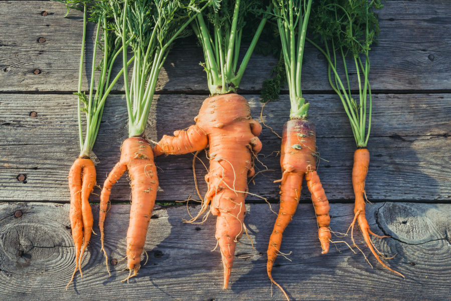 Ugly carrots sit on a wood table. Baby-cut carrots were invented in 1986 as a way to repurpose full-size carrots that weren&#039;t considered grocery-store caliber.