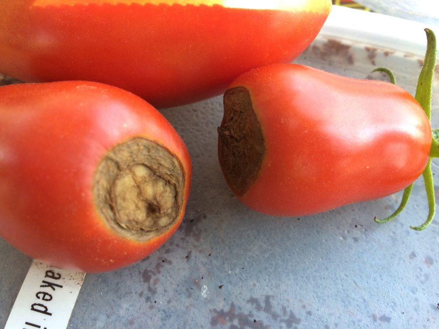 Blossom end rot on tomatoes is caused by a calcium deficiency in the soil.