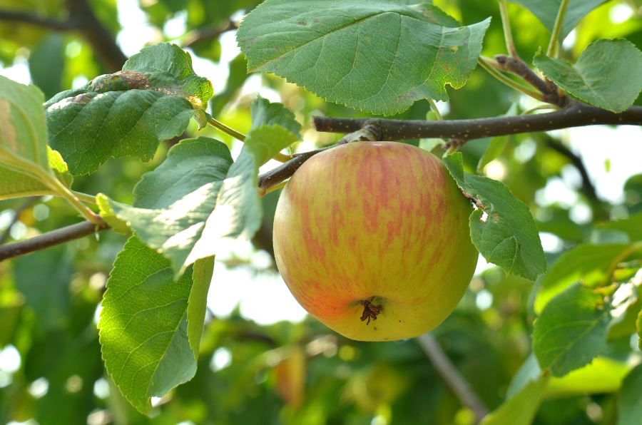 Apples originated in Asia more than 2,000 years ago.