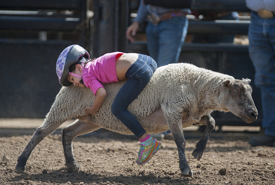 While it was her first time competing, Suhana Gandhi, 5, of Vancouver finished with one of the fastest 15 times in Wednesday&#039;s Mutton Bustin&#039; event at the Clark County Fair.