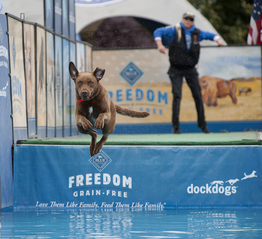 Rex, a Chesapeake Bay retriever, leaps into action during the DockDogs competition as his handler, Dee Morasco of Amboy, looks on Tuesday at the Clark County Fairgrounds.
