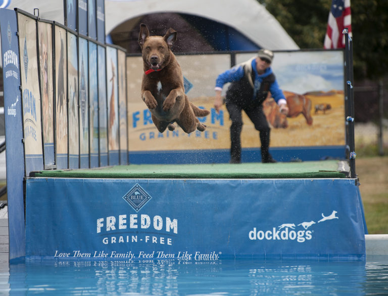 Rex, a Chesapeake Bay Retriever, leaps into action during the Dock Dogs competition as his handler, Dee Morasco of Amboy, looks on Tuesday afternoon, Aug. 9, 2016 at the Clark County Fairgrounds.