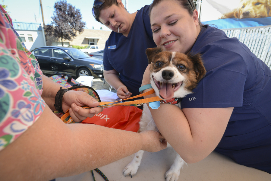 HeyU, a 5-year-old papillon mix, receives vaccinations from Banfield Pet Hospital employees Tiffany Purvis, right, and Christina Malone, center, at Open House Ministries&#039; block party. The annual block party also offered a free barbecue lunch provided by the Rotary Club of Greater Clark County, haircuts and a resource fair.