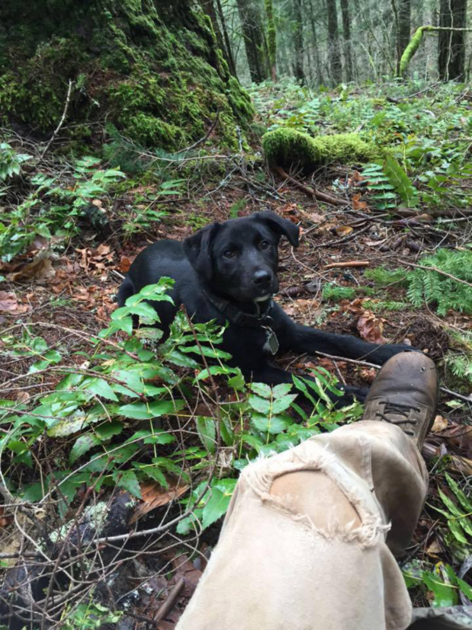 William Jones of Battle Ground shared this photo of his dog, Hunter,  on the Humane Society for Southwest Washington&#039;s Facebook page. Jones was away fighting wildfires when Hunter ran away, was picked up by animal control, spent 10 days at the shelter and was adopted by another family.