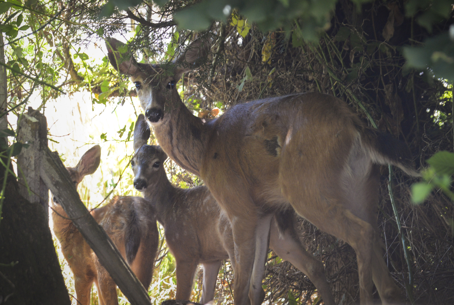 A three-hoofed deer and her fawns peek out from their hiding spot in Felida near Northwest Lakeshore Avenue and 119th Street.