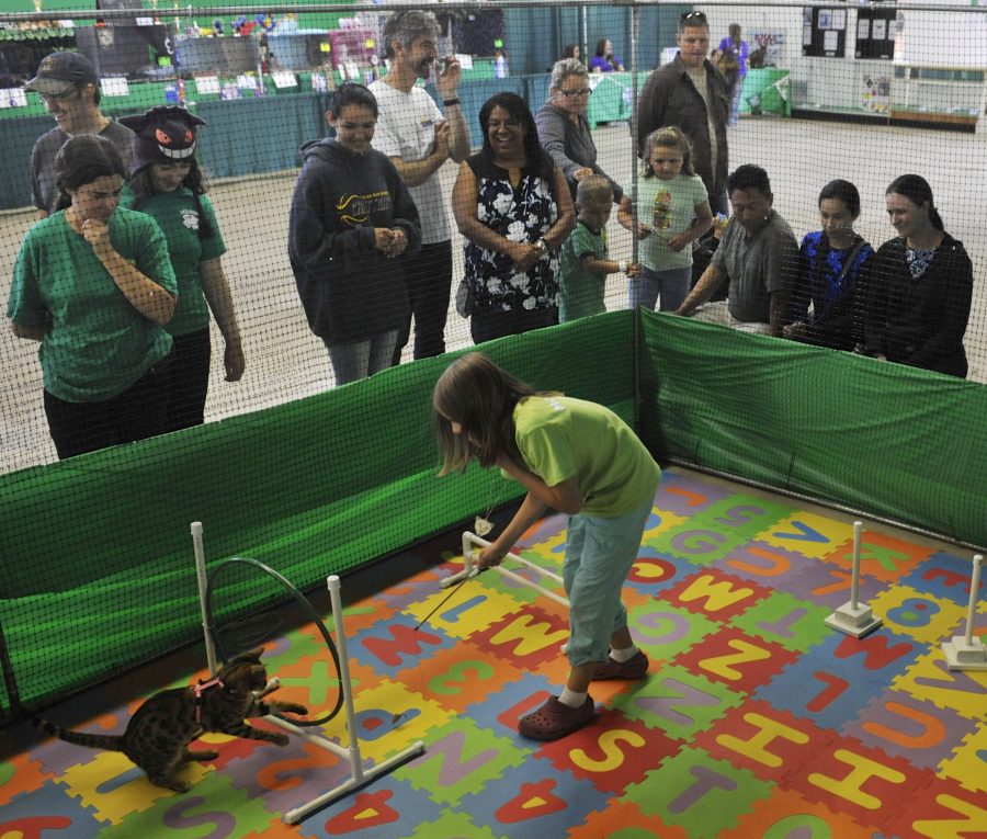 Heather Christenson leads Star through a 4-H cat agility course Sunday at the Clark County Fair. The 10-year-old has a long family history in 4-H. Her great-grandfather showed dairy cows.