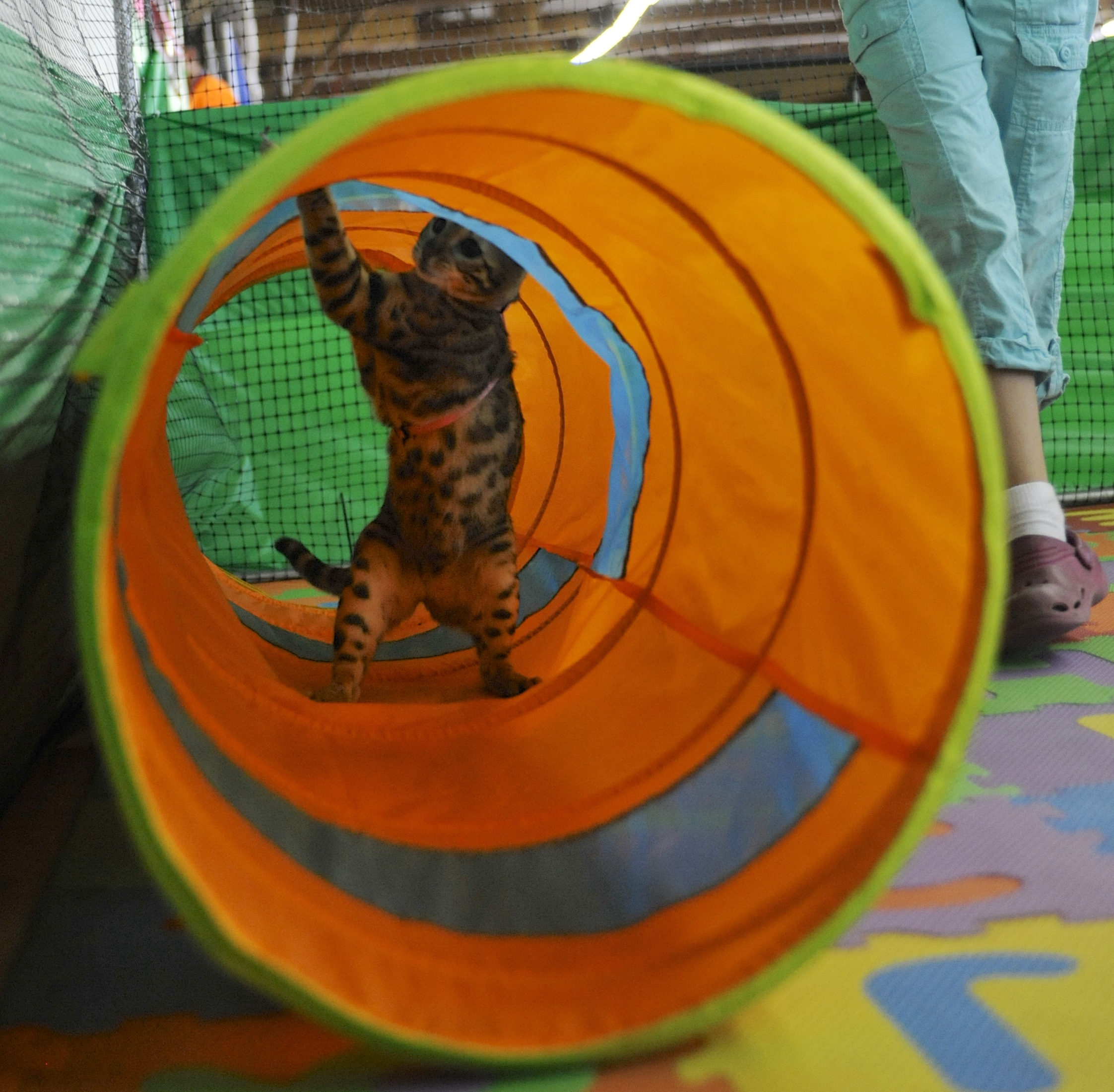 Heather Christenson puts 'Star' through his paces at the 4-H cat agility contest at the Clark County Fair in Battleground, Wa., Sunday August 7, 2016.