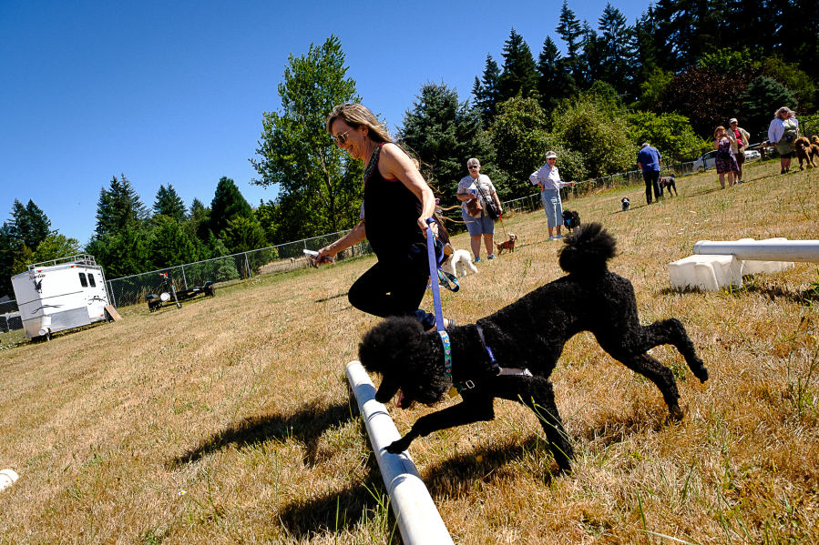 Bobbie Anne Schroering of Corvallis, Ore., takes her dog Cece through the jumping portion of the Poodle Olympics on Sunday at Poodle Palooza.