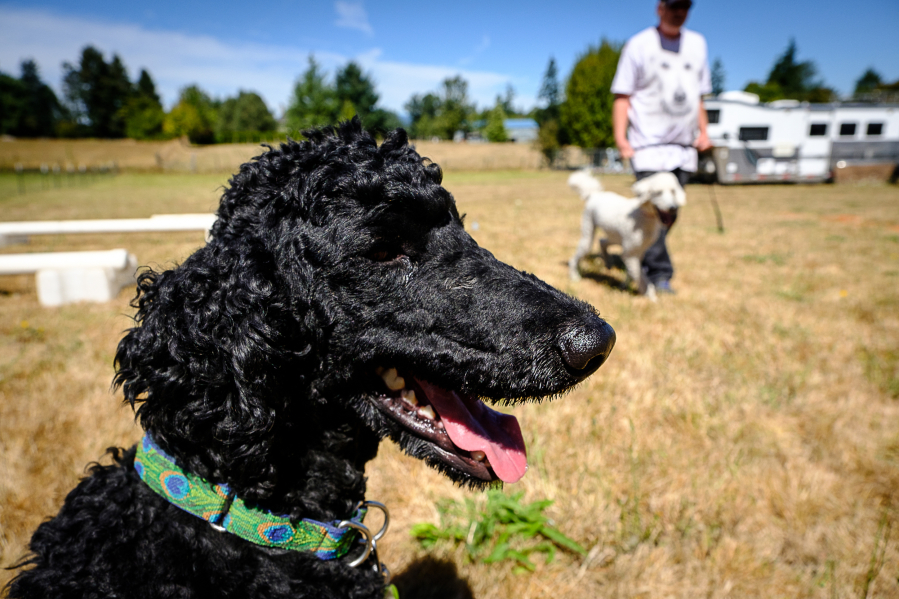 Dakota the poodle takes in the scenery Sunday afternoon at the Poodle Palooza event in the Ridgefield area. In the background, James Rader sports a poodle T-shirt while walking Charlie.