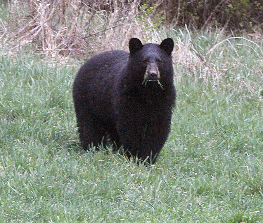 A black bear grazes in a field in Calais, Vt.