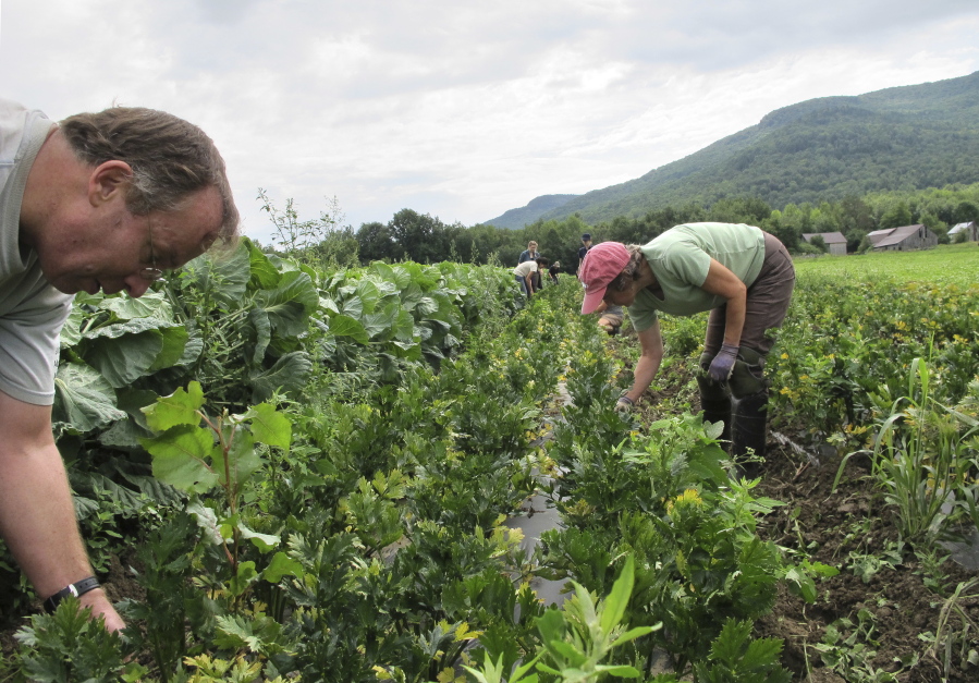 A team of volunteers called a crop mob, weed root vegetables at Maple Wind Farm, in Bolton, Vt.