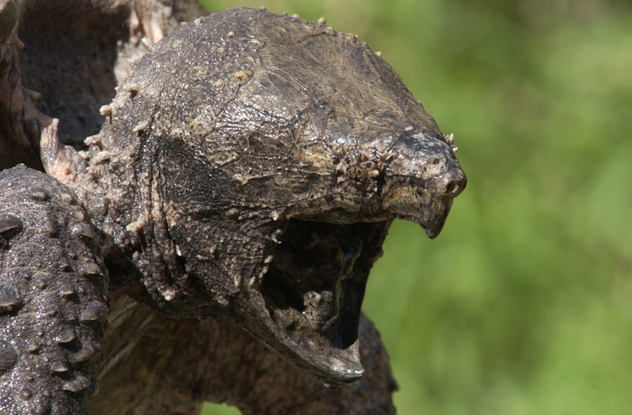 FILE - In this Oct. 12, 2006, file photo, an alligator snapping turtle is shown in Peoria, Ill. The U.S. government will decide over the next several years if federal protections are needed for the alligator snapping turtle, Northern Rockies fisher and seven other species.