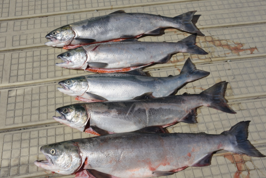 Fresh-caught sockeye salmon are lined up on a dock at Baker Lake July 21, 2016. Baker Lake Sockeye fishermen face a five fish daily limit. The season runs from July to September.