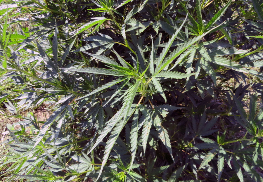 In this June 23, 2016, photo, plants mature on a hemp farm in Pueblo, Colo. Three years into the nation&#039;s hemp experiment, the crop&#039;s hazy market potential is starting to come into focus. Most of it is being pressed for therapeutic oils, not processed into rope or fabric or more traditional products. Authorized for research and experimental growth in the 2014 Farm Bill, hemp is being grown this year on about 6,900 acres nationwide, according to industry tallies based on state reports.