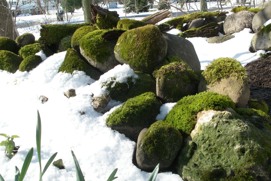 Moss grows in the snow in Dale Sievert&#039;s garden in Waukesha County, Wis.