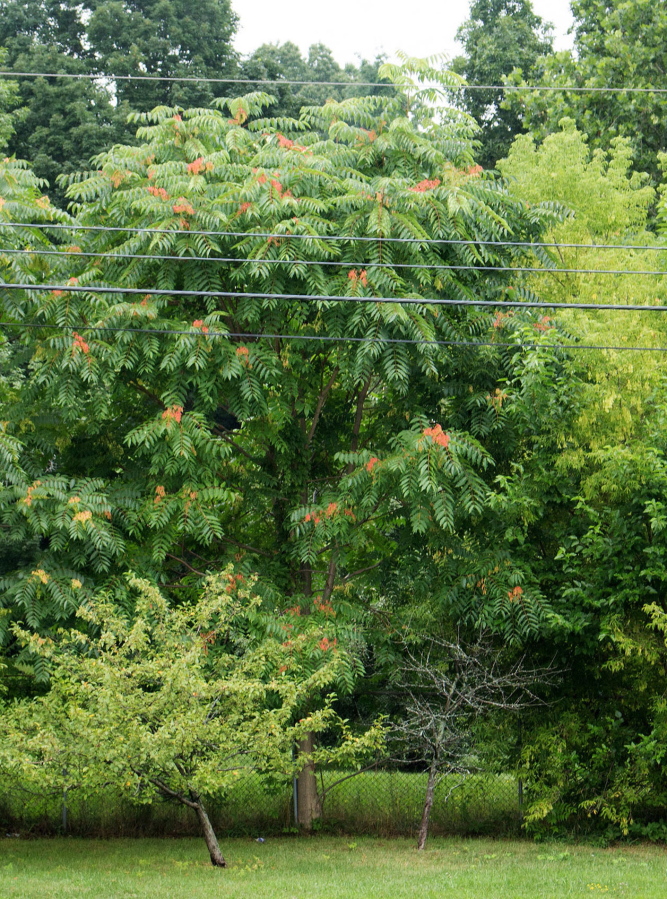 Although sometimes growing in stately elegance, a tree-of-heaven, in center background, is a weed tree that shows up everywhere, from forests to cracks in urban pavement.