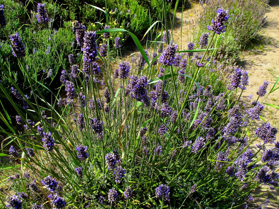 Many Old-World plant species -- including lavender, above, and rosemary, background -- grow well in sun-seared settings and are pleasing to gardeners and pollinators alike. Use a combination of perennials that will bloom from the start of the growing season until frosts arrive in the fall.