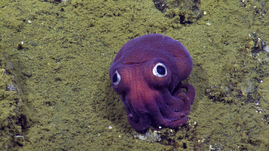 A stubby squid rests on the ocean floor near Channel Islands National Park west of Los Angeles, Calif.