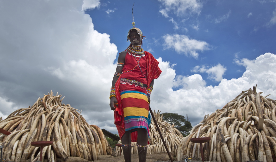 A Maasai man in ceremonial dress poses for visitors to take photographs of him in front of one of around a dozen pyres of ivory, in Nairobi National Park, Kenya.