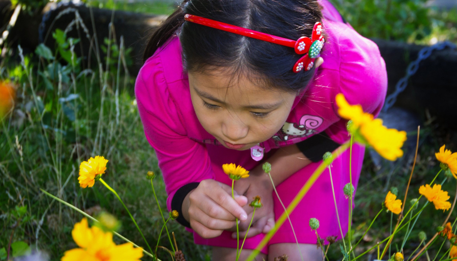 Lisan Cao, a student at Fruit Science Summer Camp at the Rainier Beach Community Center, smells a flower in the garden at the camp as children learn about things that are growing in the garden. (Ellen M.