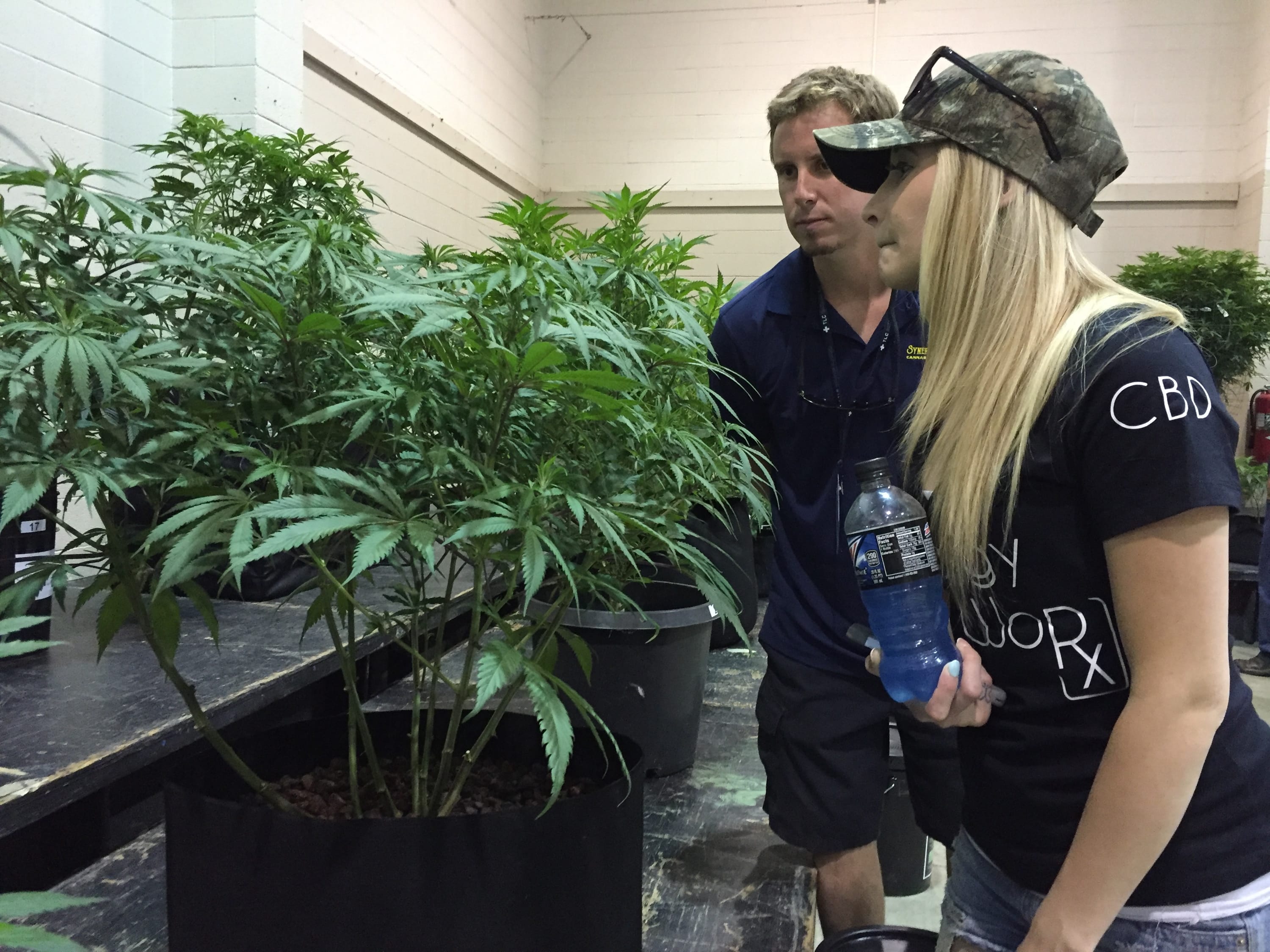 Greg Seybert, head farmer at marijuana grower Synergy Farms in Carver, Ore., inspects a marijuana plant with his girlfriend, Samantha Aune in Salem, Ore.,  Saturday, Aug. 13, 2016. In a sign of how mainstream the once-illicit marijuana industry is becoming in Oregon, one of four states to have legalized it, exhibitors are heading to the state capital to set up for the inaugural Oregon Cannabis Grower's Fair running through the weekend.