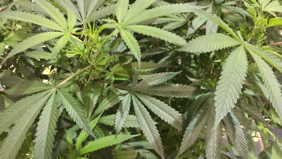 A marijuana plant awaits judging in the Oregon Cannabis Growers&#039; Fair marijuana plant competition in Salem, Ore.
