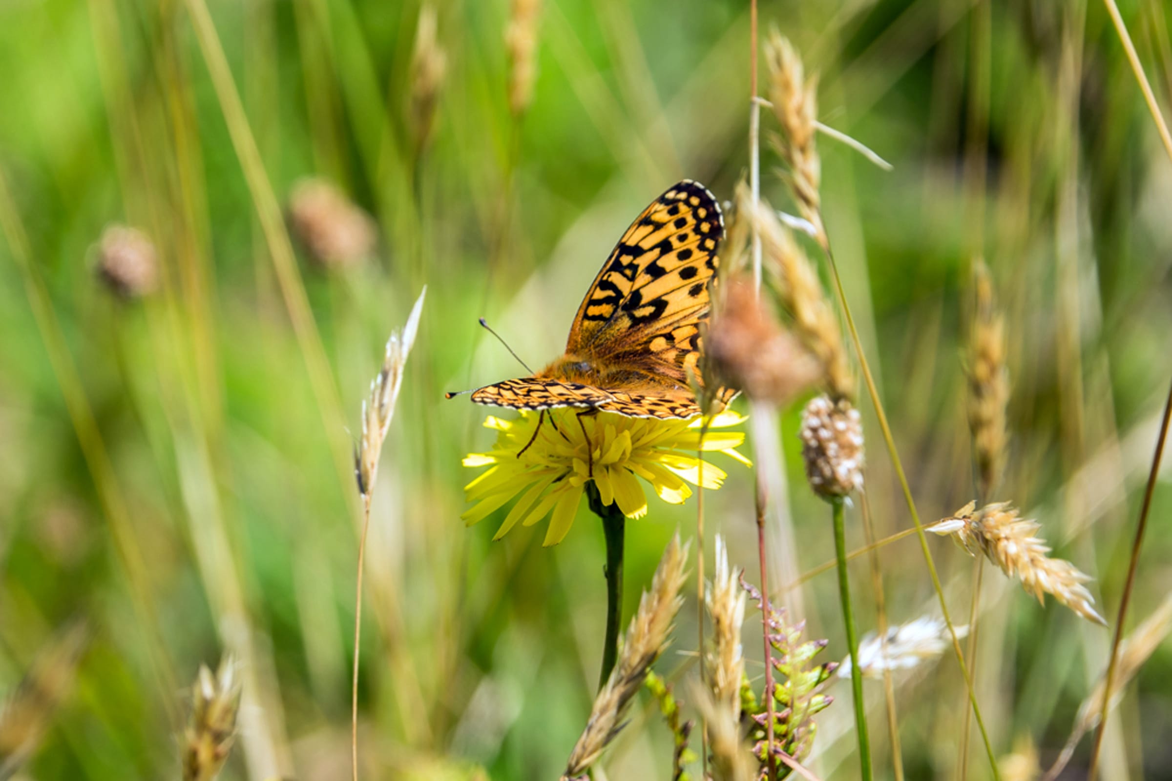 In this photo provided by The Oregon Zoo, a newly emerged Oregon silverspot butterfly alights in a meadow atop Mount Hebo, Ore., Aug. 3, 2016. Conservationists released the last of the summer's Oregon Zoo-reared silverspots in an attempt to boost the declining population of this imperiled Northwest beauty.